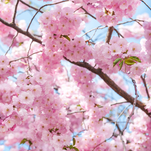 Körsbärsblommor som symbol för nystart och riktining